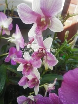 Dendrobium Orchid collection