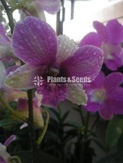 Dendrobium Orchid collection