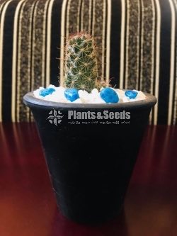 Gift Plants-Cactus