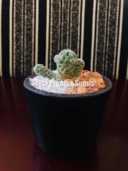 Gift Plants-Cactus