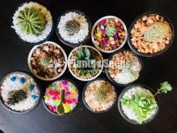 Gift Plants-Cactus