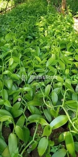 Vanilla Plants