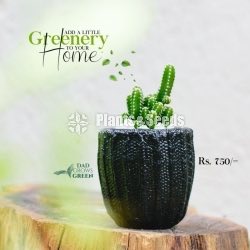 Gift Plants-Cactus - Plants And Seeds