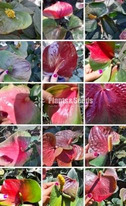 Seed Plant Anthurium