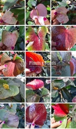 Seed Plant Anthurium