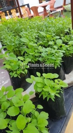 Vegetable Plants(Waraniya,Batu,Thakkali,Nimiris,Belpepar)