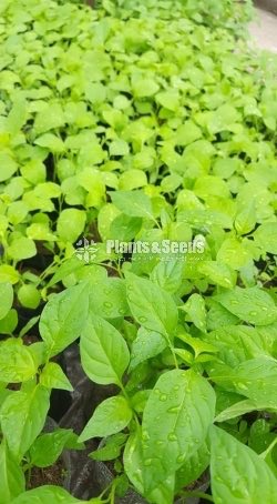 Vegetable Plants(Waraniya,Batu,Thakkali,Nimiris,Belpepar)