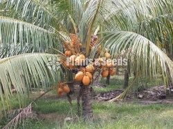 Thabili Pela (King Coconut)