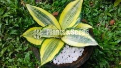 Indoor Sansevieria Plants