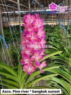 Ascosenda Orchids