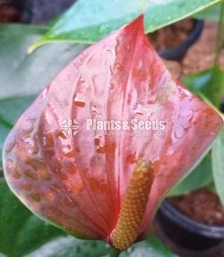 Bankok Anthurium seed plants