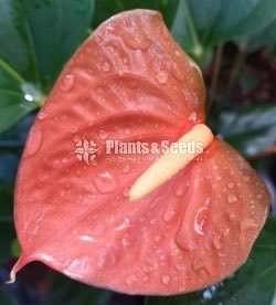 Bankok Anthurium seed plants