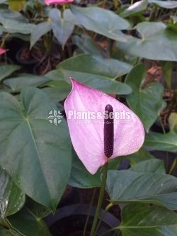 Bankok Anthurium seed plants