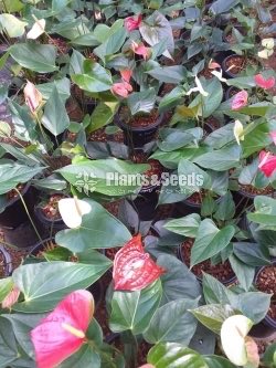 Bankok Anthurium seed plants