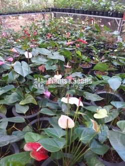 Bankok Anthurium seed plants