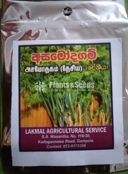 Vegetable Seeds 