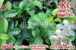 White Idda plants for sale 