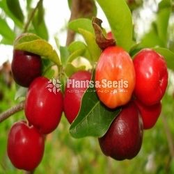 Barbados cherry 