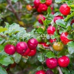 Barbados cherry 