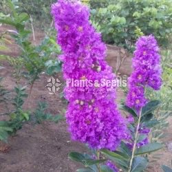 Lagerstroemia speciosa (මුරුත)