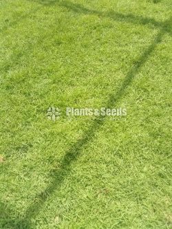 AUSTRALIAN GRASS 