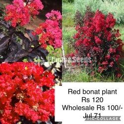 Bonat  Plants Red