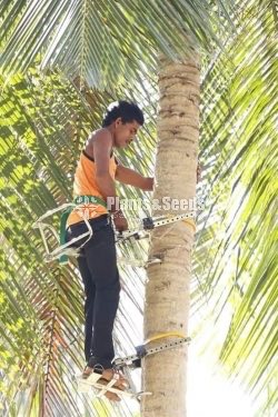 Coconut Plucking Machine (පොල් කඩන මැෂිම )