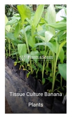 Tissue Culture Banana Plants (Kolikuttu)