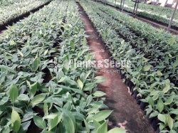 Tissue Culture Banana Plants (Kolikuttu)