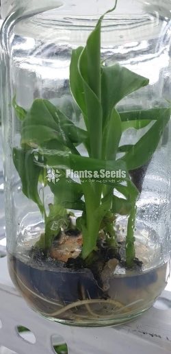 Tissue Culture Banana Plants (Kolikuttu)