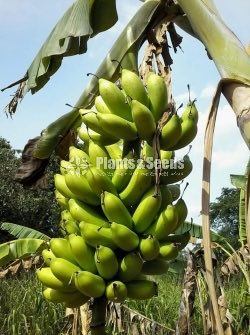 Tissue Culture Banana Plants (Kolikuttu)