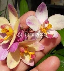 Orchids Collection