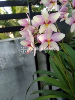 Orchids Collection