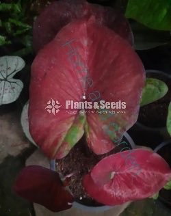 Caladium Collection 