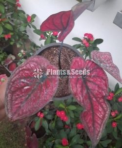 Caladium Collection 