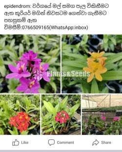 Epidendrom