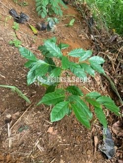 Coffe Plants (Brazil)