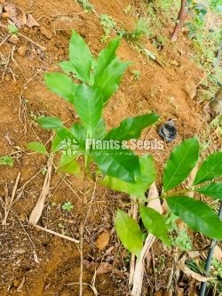 Coffe Plants (Brazil)