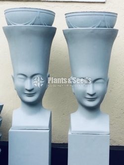 Mold Face Cement Pots