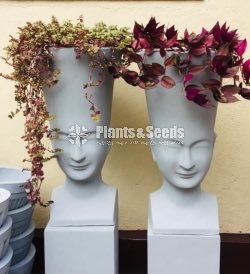 Mold Face Cement Pots