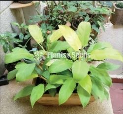 12 Ornamental Plants Package 1000