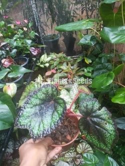 Begonia Collection