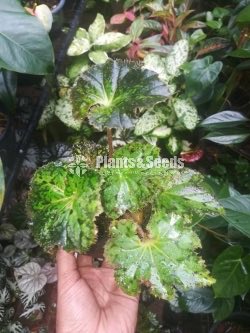 Begonia Collection