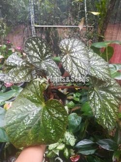 Begonia Collection