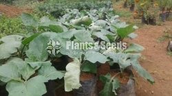 vegetable plants (Batu,Gova,Ammiris,Malu Miris)