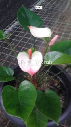 Bankok Anthurium