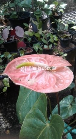 Tera Anthurium