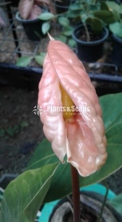 Tera Anthurium