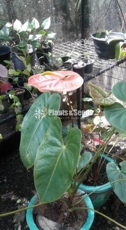 Tera Anthurium