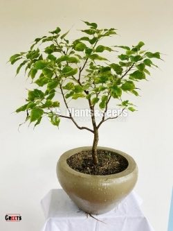 Boo Bonsai Tree(Nuga)